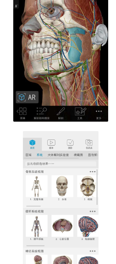人体解剖学图谱 v2025