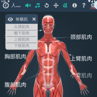 人体系统女性 3d能旋转、缩放模型，方便从不同角度观察